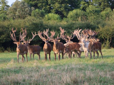 Gímszarvas tenyészállatok eladók