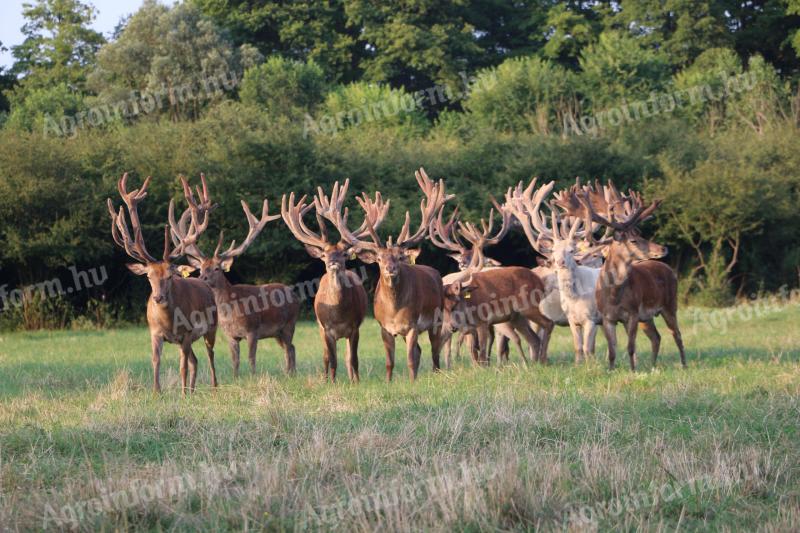 Gímszarvas tenyészállatok eladók
