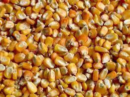 700 tonna szárított kukorica eladó