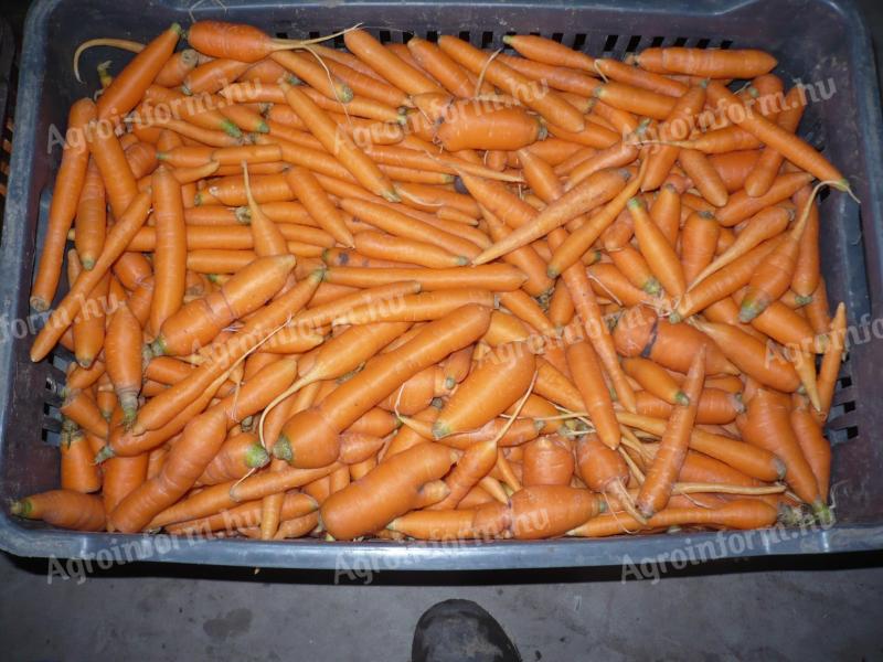 Takarmány sárgarépa eladó Petőfiszálláson