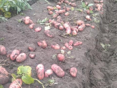 Új burgonya eladó Új burgonya eladó