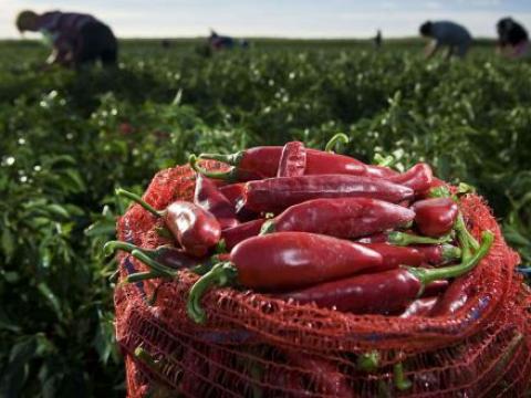 Fűszerpaprika eladó kézi szedéssel Fajszon kedvező áron Fűszerpaprika eladó kézi szedéssel Fajszon kedvező áron