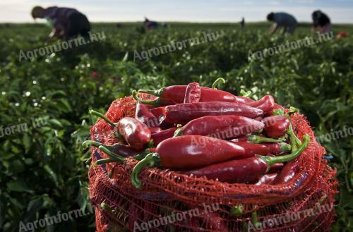 Fűszerpaprika eladó kézi szedéssel Fajszon kedvező áron
