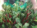 Fűszerpaprika eladó kézi szedéssel Fajszon kedvező áron