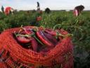 Fűszerpaprika eladó kézi szedéssel Fajszon kedvező áron
