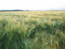 Őszi árpa és őszi búza eladó vetésre