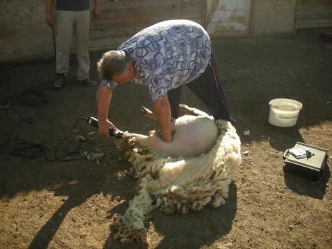 birka  nyirást   válalok birka  nyirást   válalok