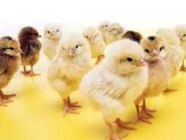 Napos-előnevelt csirke