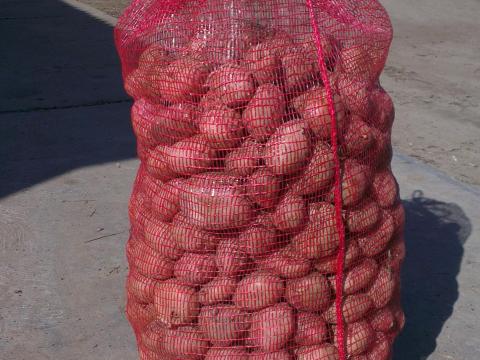 Vetőburgonya eladó