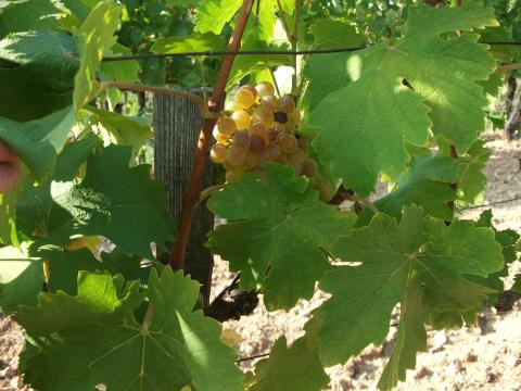 Borszőlő eladó Borszőlő eladó