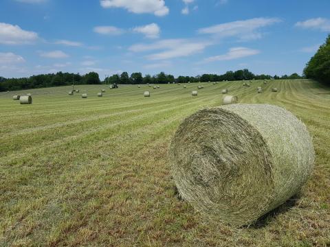 Kiváló minőségű bakonyi rétiszéna