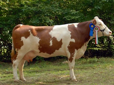 Szarvasmarha Inszeminátor Szarvasmarha Inszeminátor