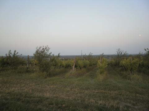 Szőlőültetvény a történelmi Tokaj-hegyaljai borvidéken, Zemplénben Szőlőültetvény a történelmi Tokaj-hegyaljai borvidéken, Zemplénben