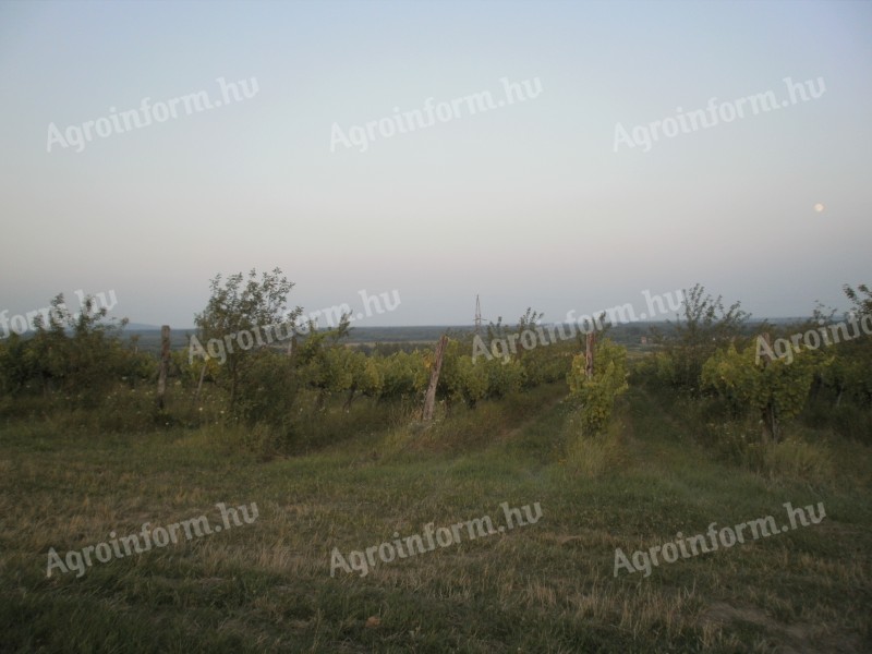 Szőlőültetvény a történelmi Tokaj-hegyaljai borvidéken, Zemplénben