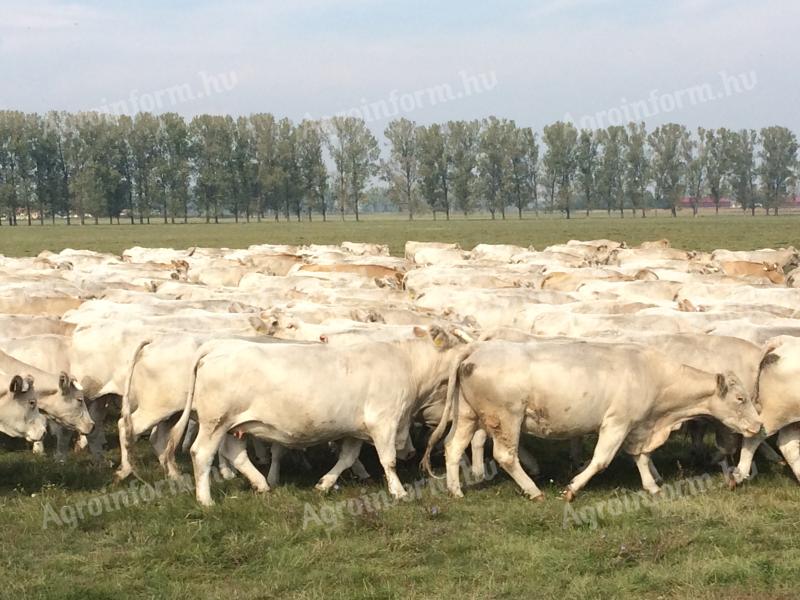 Telepvezető/Ágazatvezető Állás