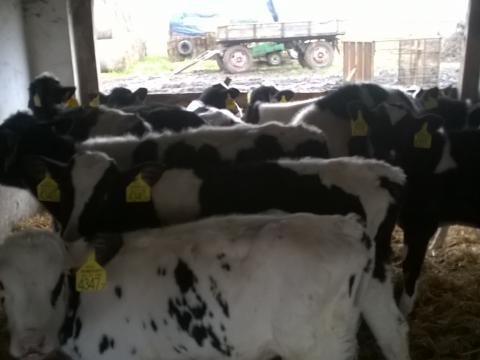 Választási holstein-fríz bika borjak folyamatosan eladók Választási holstein-fríz bika borjak folyamatosan eladók