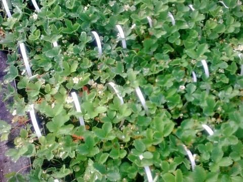 Szamóca palánta Szamóca palánta