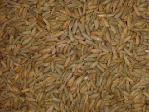 Rozs eladó Rozs eladó