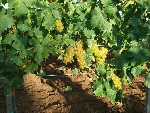 Szőlő eladó Szőlő eladó