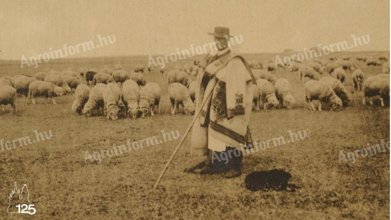 Juhászt keresek