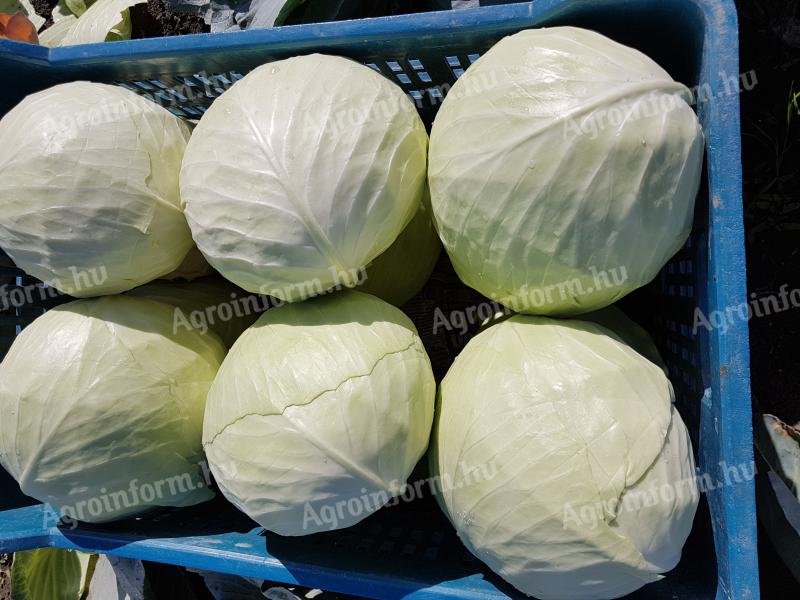 Fejes Káposzta Eladó