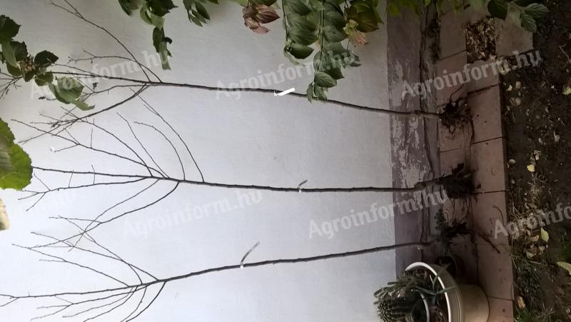 Gyümölcsfa oltvány