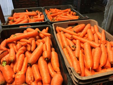 Takarmány sárgarépa Takarmány sárgarépa