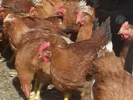 Red Master csirke – egészséges, szabadtartásos vörös csirkék eladók