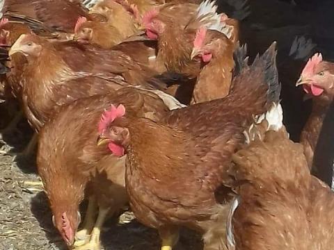 Red Master csirke – egészséges, szabadtartásos vörös csirkék eladók