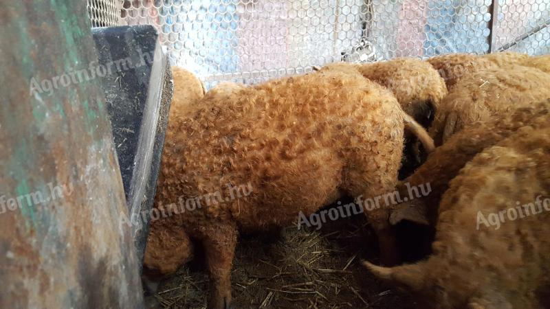 Mangalica malacok eladók törzstenyészetemből