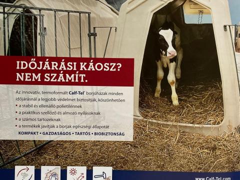 Calf Tel borju ketrec Calf Tel borju ketrec