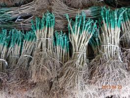 Aranyszínű sárgaságtól,  fitoplazmától mentes,  minőségi szőlőoltvány termelőtől