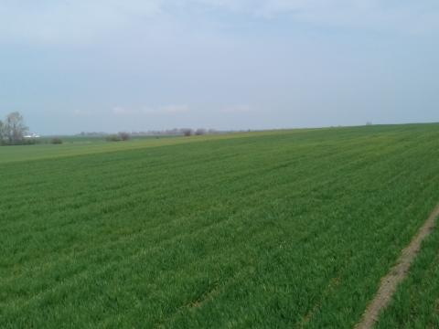 Szántóföldet bérelnék Szántóföldet bérelnék