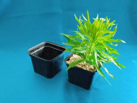 Palántázó, ültető tálca nagyobb mennyiségben is eladó Palántázó, ültető tálca nagyobb mennyiségben is eladó