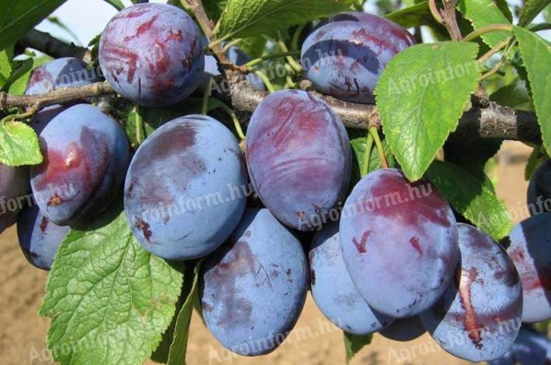 Gyönyörű, kézzel szedett Lepotica szilva eladó