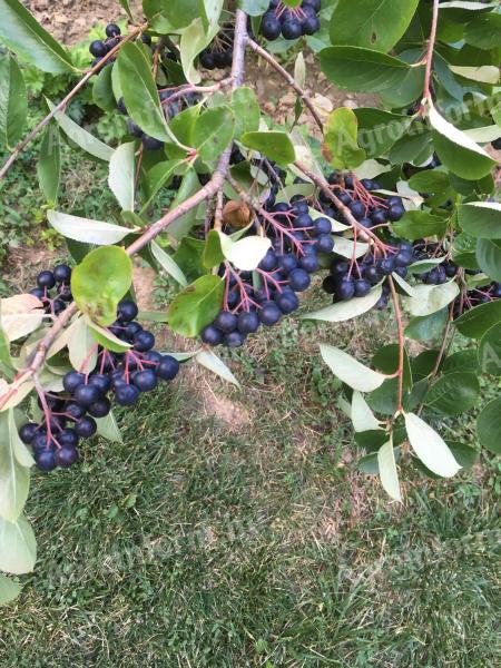 Fekete Berkenye - aronia melanocarpa (cefrènek, lekvárnak, cukorbetegeknek)