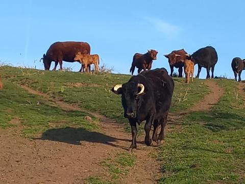 Dexter mini marha Dexter mini marha