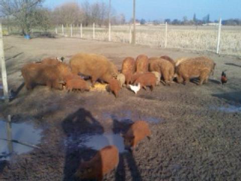Mangalica malacok Mangalica malacok
