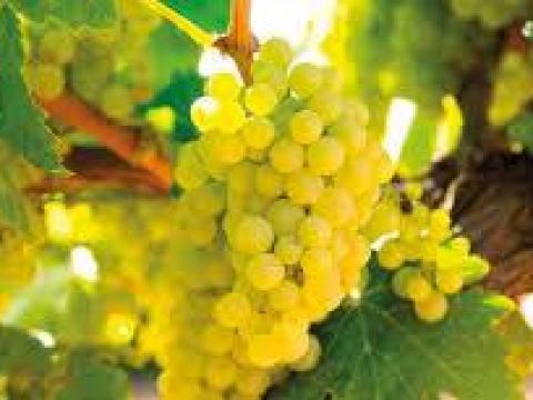 Mátrai Chardonnay borszőlő eladó Mátrai Chardonnay borszőlő eladó