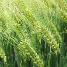 Búza vetőmag - MV Nádor II. fok