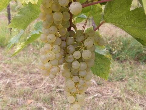 Királyleányka Eleadó Királyleányka Eleadó