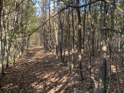 Erdő földterülettel,  kocsányos tölgy Erdő földterülettel,  kocsányos tölgy
