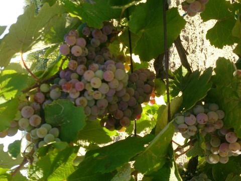 Kövidinka szőlő eladó – szeptemberi, kézzel szüretelt borszőlő Kövidinka szőlő eladó – szeptemberi, kézzel szüretelt borszőlő