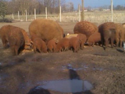 Eladó durok és mangalica süldök