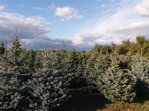 Fenyőfa, ezüstfenyő karácsonyfa eladó!