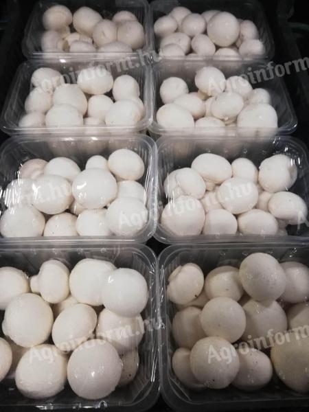 Fehér csiperkegomba értékesítés viszonteladóknak Budafokon/Nagytétényben