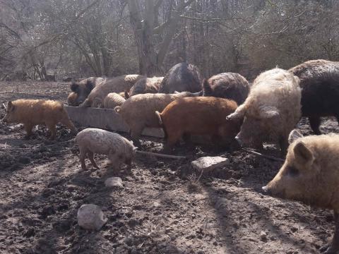 Szabadtartású mangalica hízók eladók Szabadtartású mangalica hízók eladók