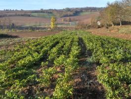 Diófa csemete eladó – Milotai 10 és Alsószentiváni 117 fajták ültetvényre, erdőtelepítésre, oltásra