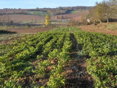 Diófa csemete eladó – Milotai 10 és Alsószentiváni 117 fajták, ültetvényre, erdőtelepítésre, oltásra Diófa csemete eladó – Milotai 10 és Alsószentiváni 117 fajták, ültetvényre, erdőtelepítésre, oltásra