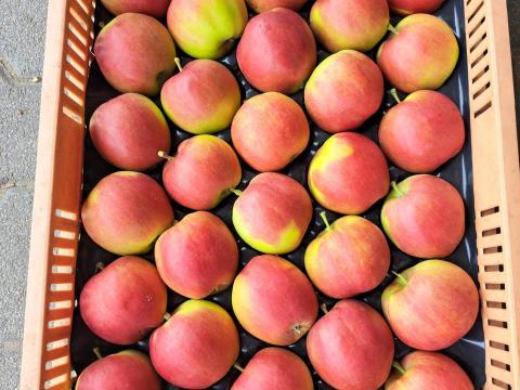 Étkezési, újtermésű Gála alma 70 mm+ eladó Étkezési, újtermésű Gála alma 70 mm+ eladó